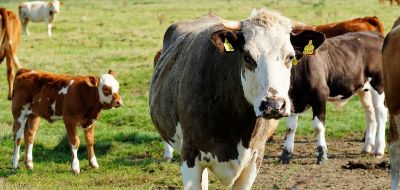 Opkoopregelingen: verhoging budgetten, Lbv+ verlengd