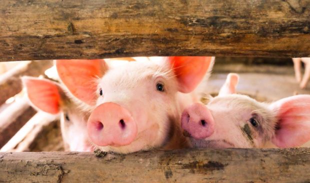 Varkens in een gestopte varkenshouderij van wie de eigenaar extra subsidie ontvangt 