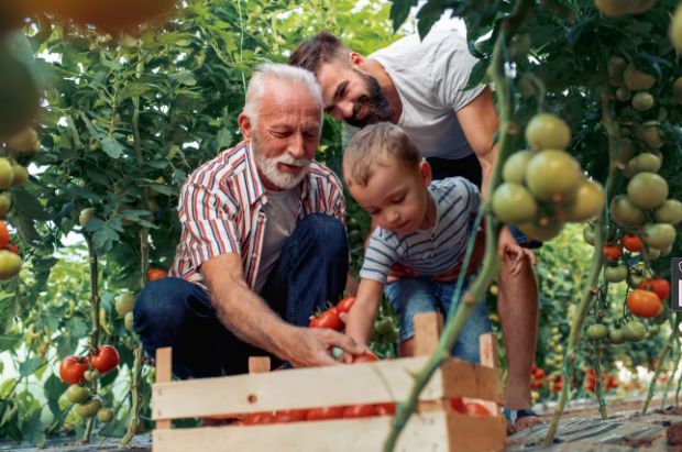 opa, vader en zoon plukken fruit in het belang van hun familiebedrijf